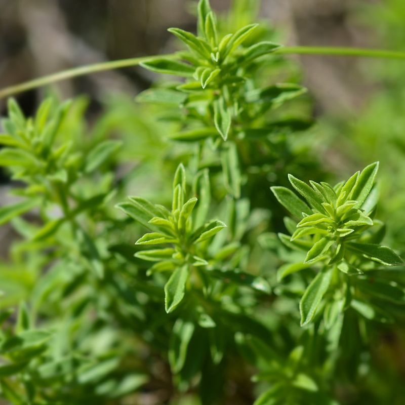 Winter Savory