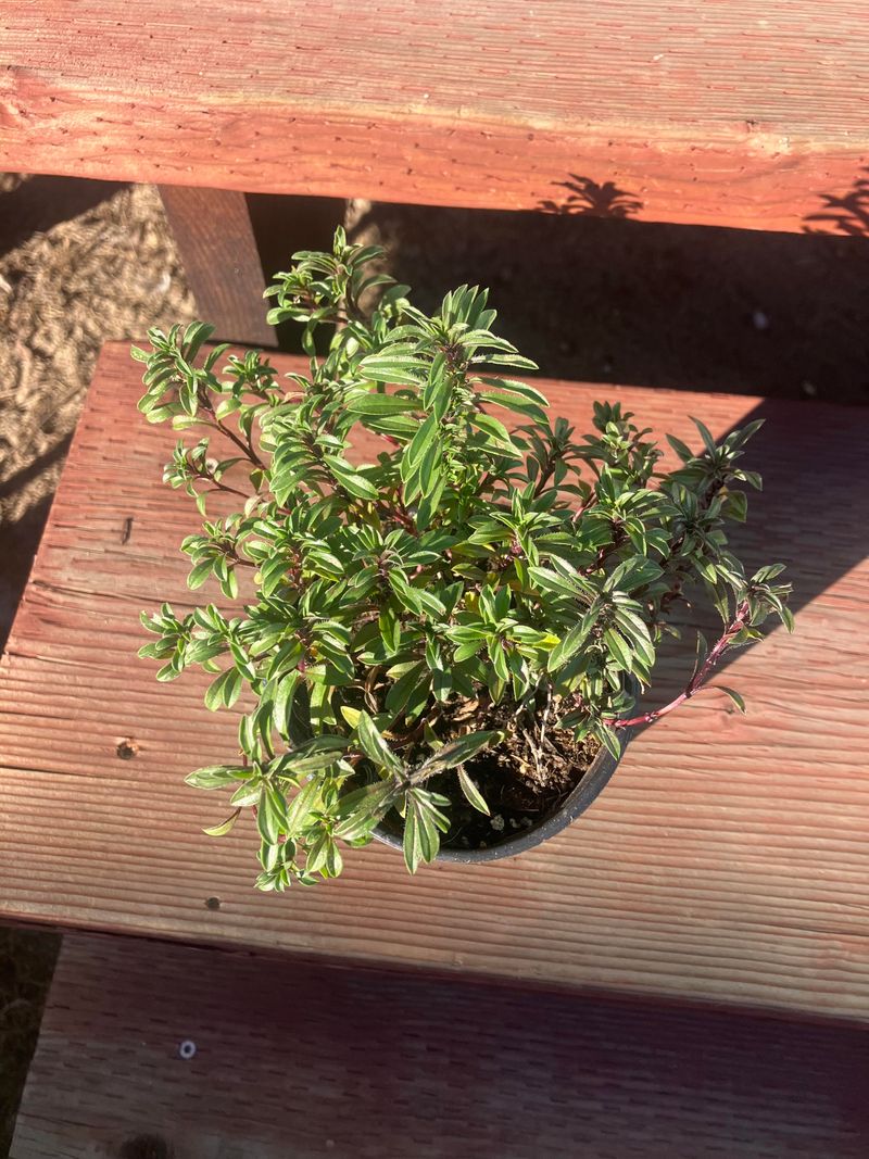 Winter Savory