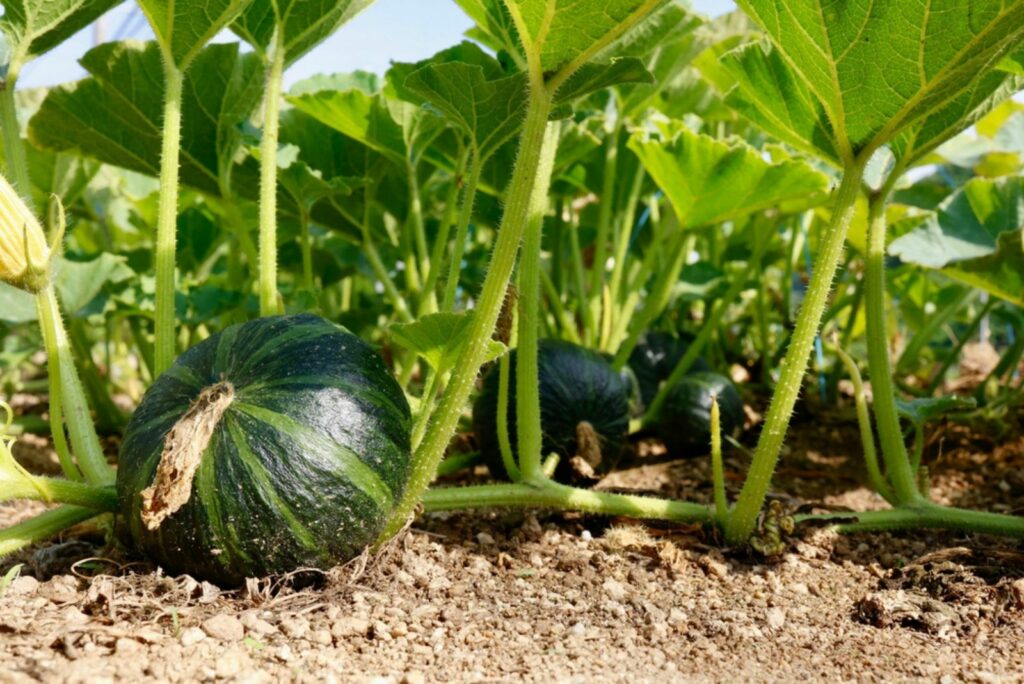 Winter Squash 