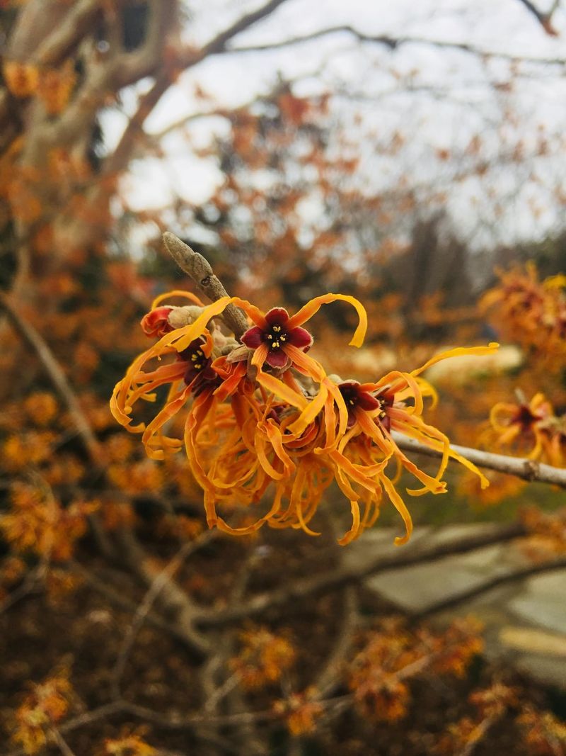 Winter Wonder with Witch Hazel