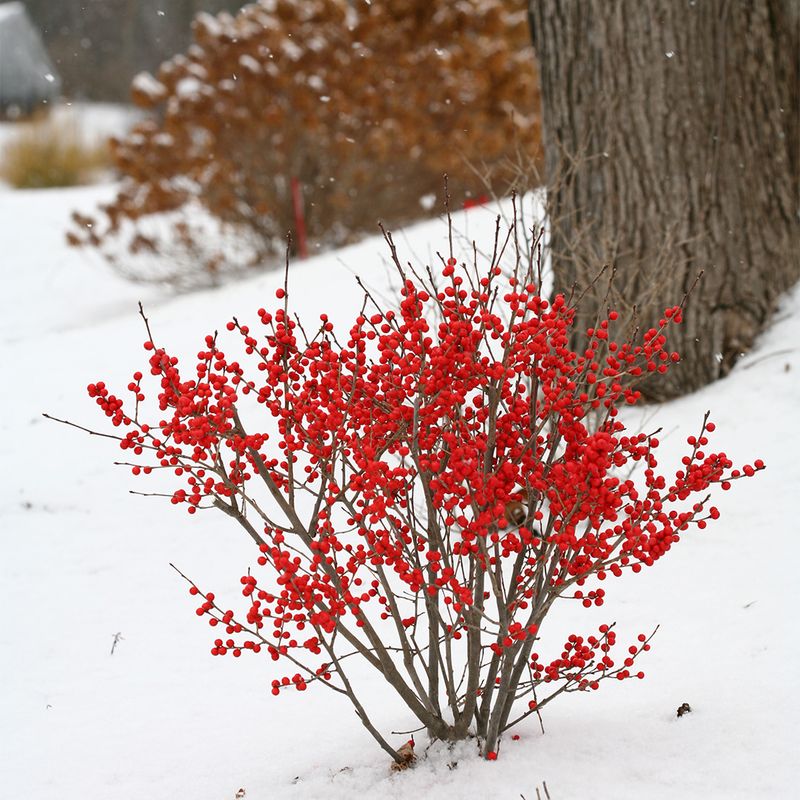 Winterberry