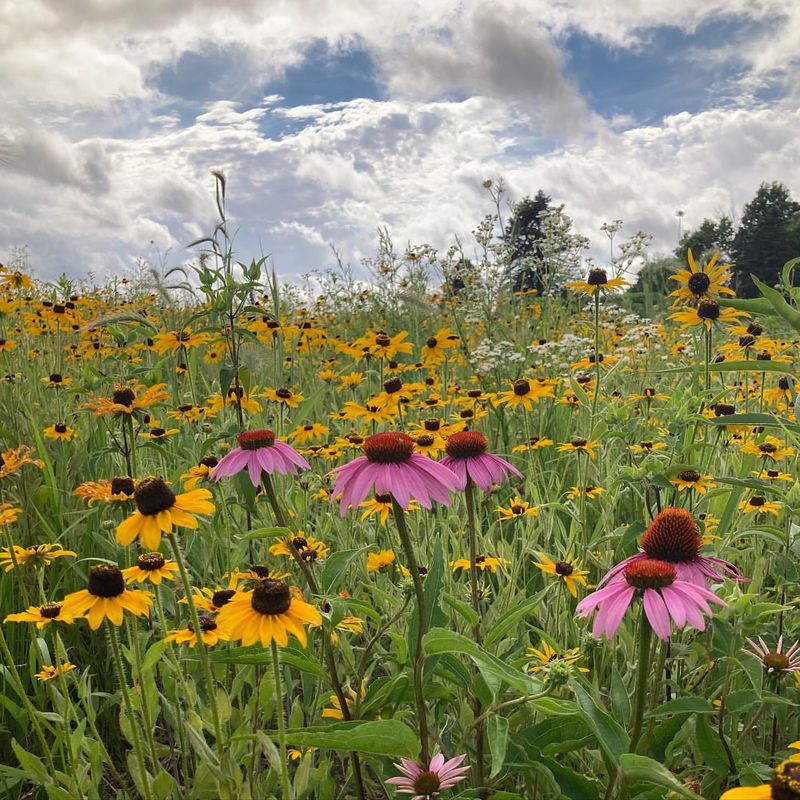 Wisconsin: Black-Eyed Susan