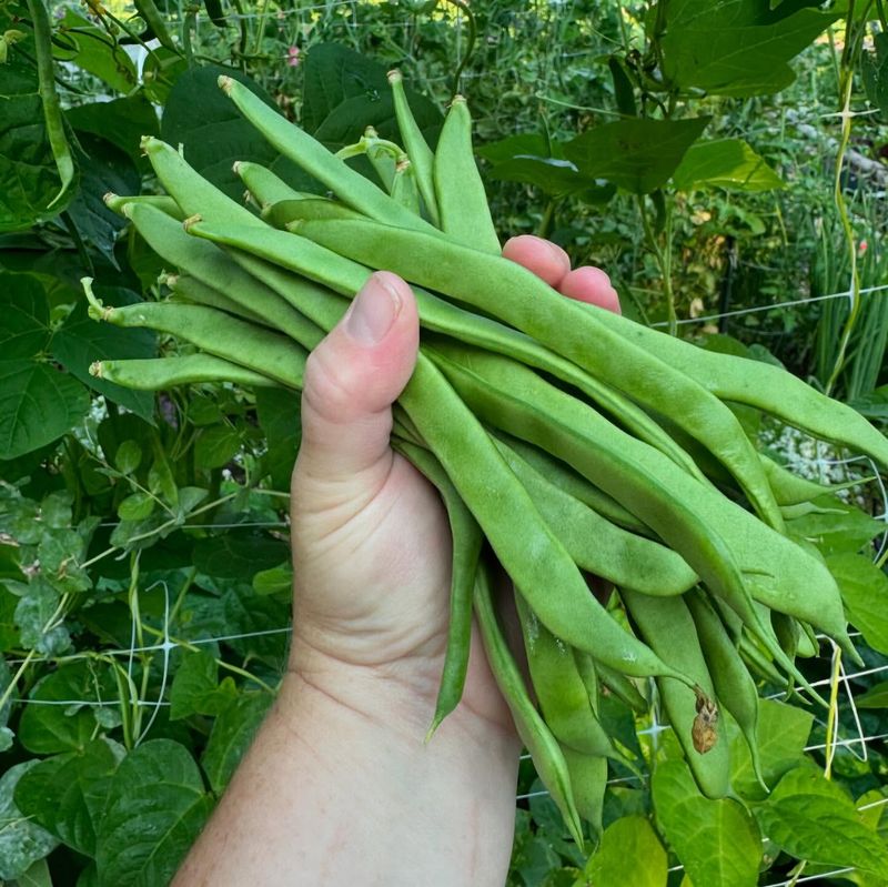 Wisconsin: Green Beans