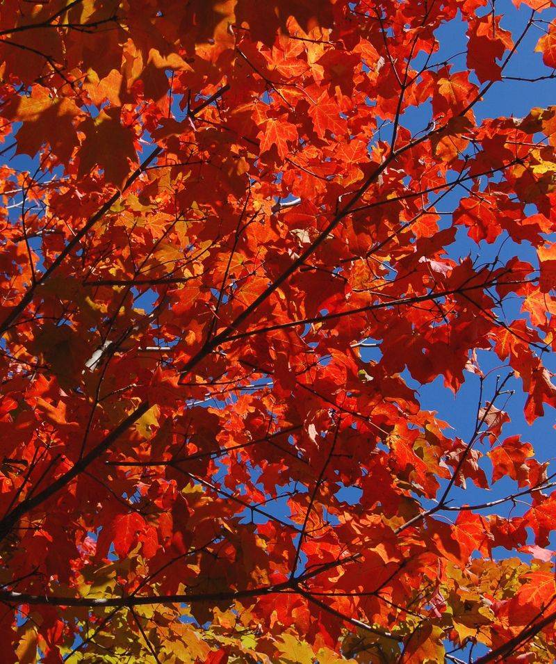 Wisconsin: Sugar Maple