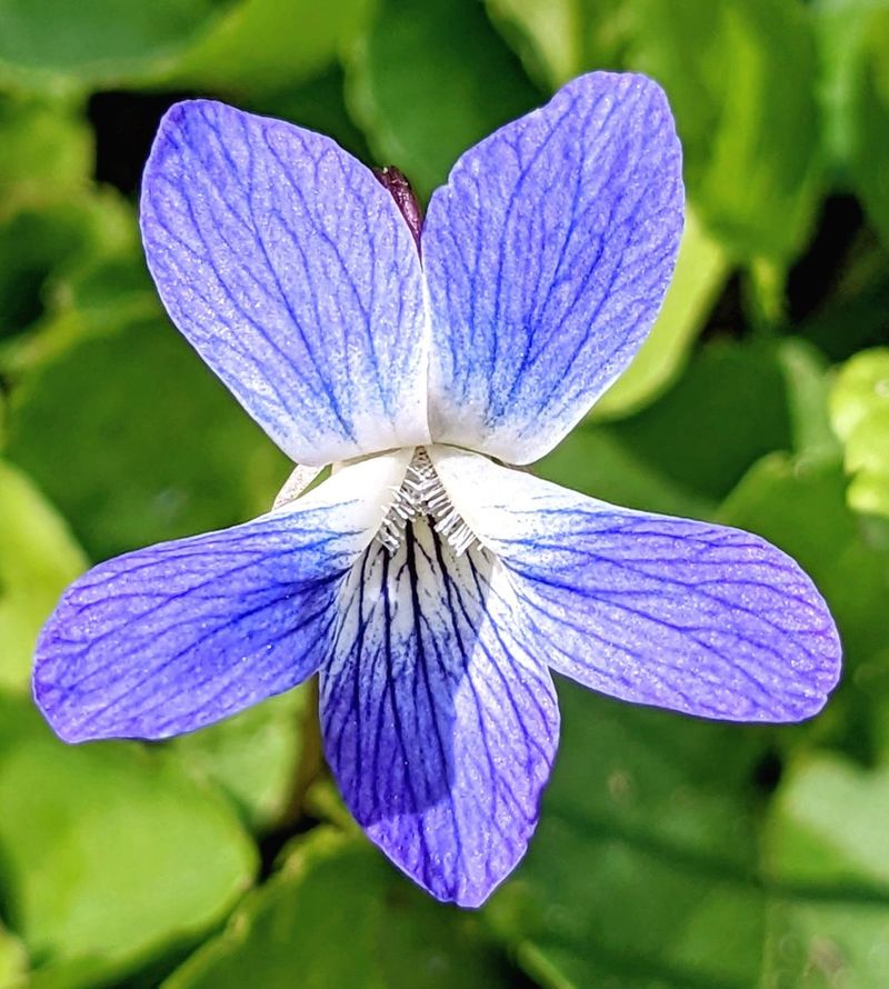 Wisconsin: Wood Violet