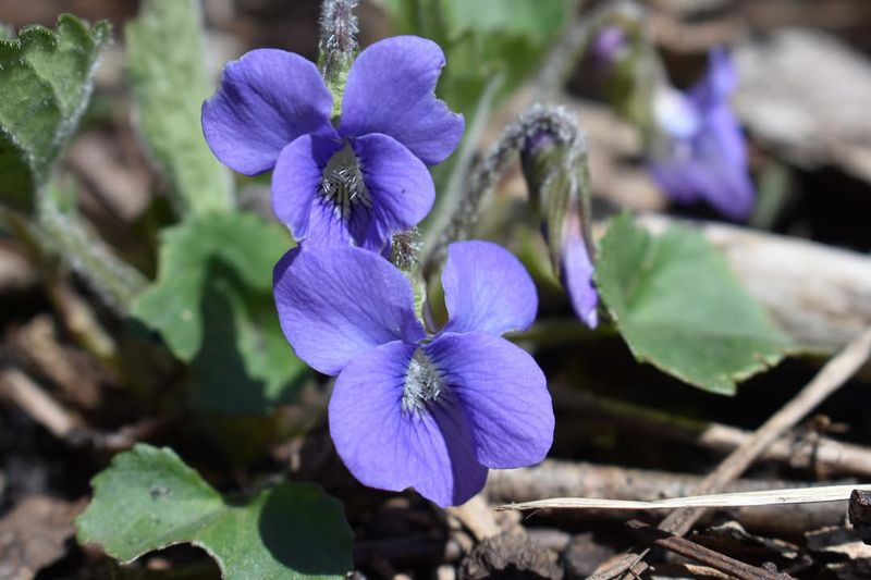 Wisconsin - Wood Violet