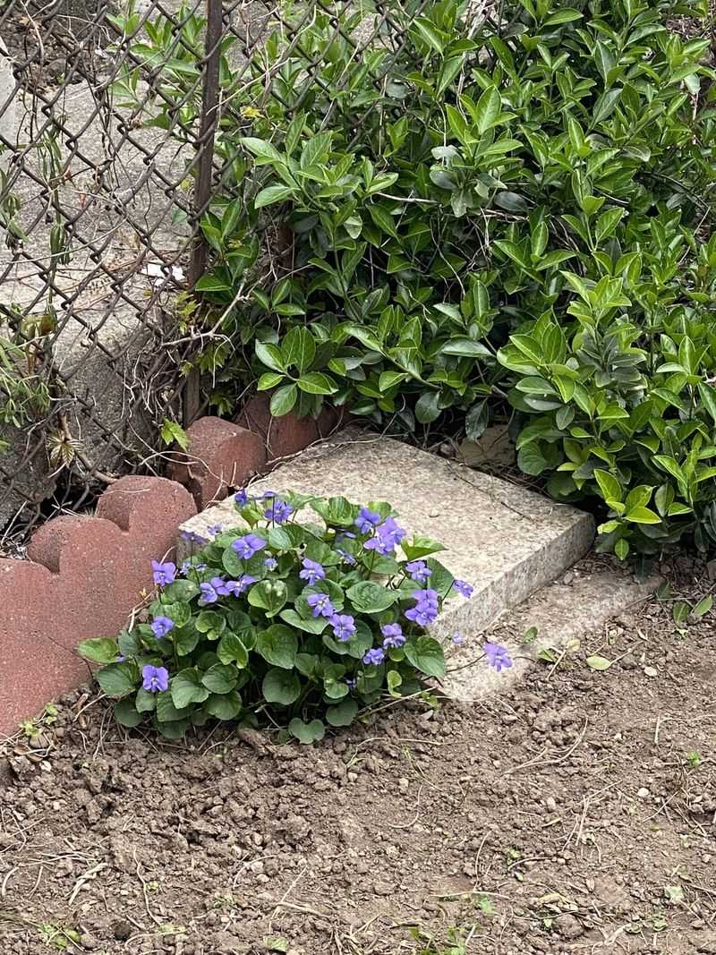 Wisconsin - Wood Violet