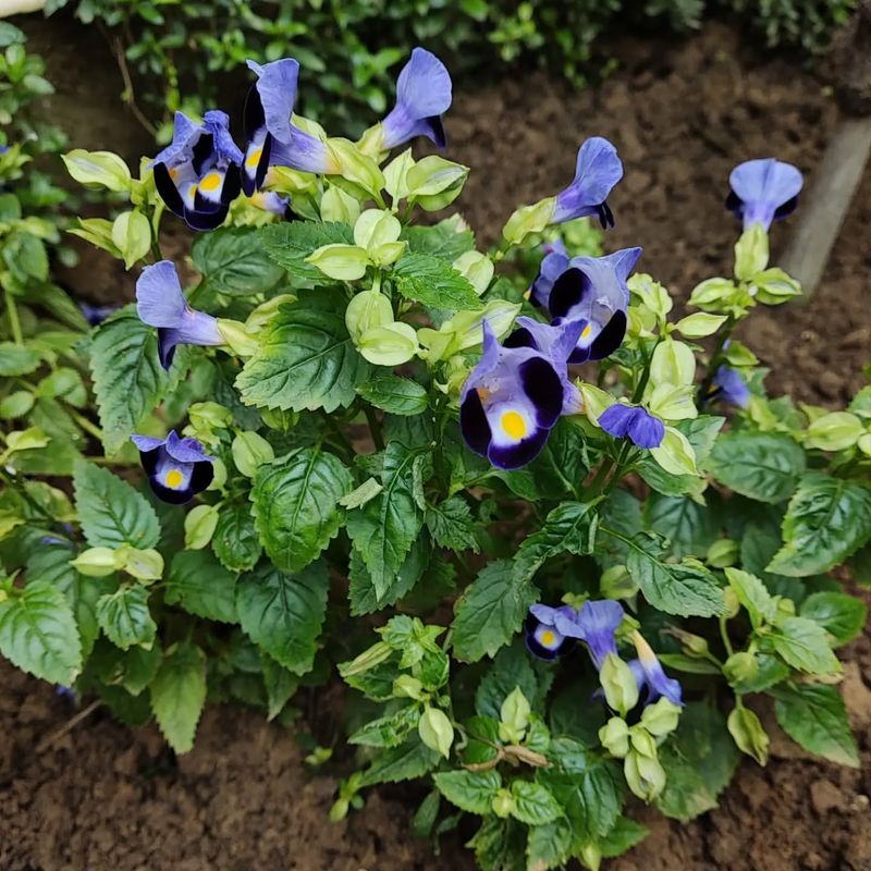 Wishbone Flower (Torenia)