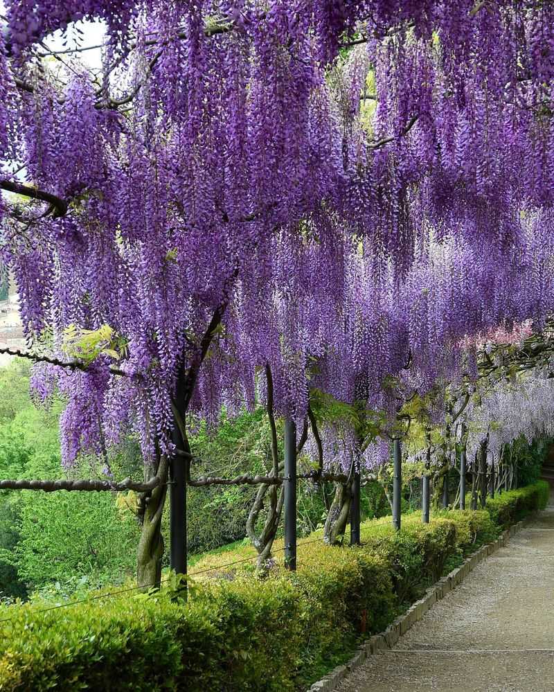 Wisteria