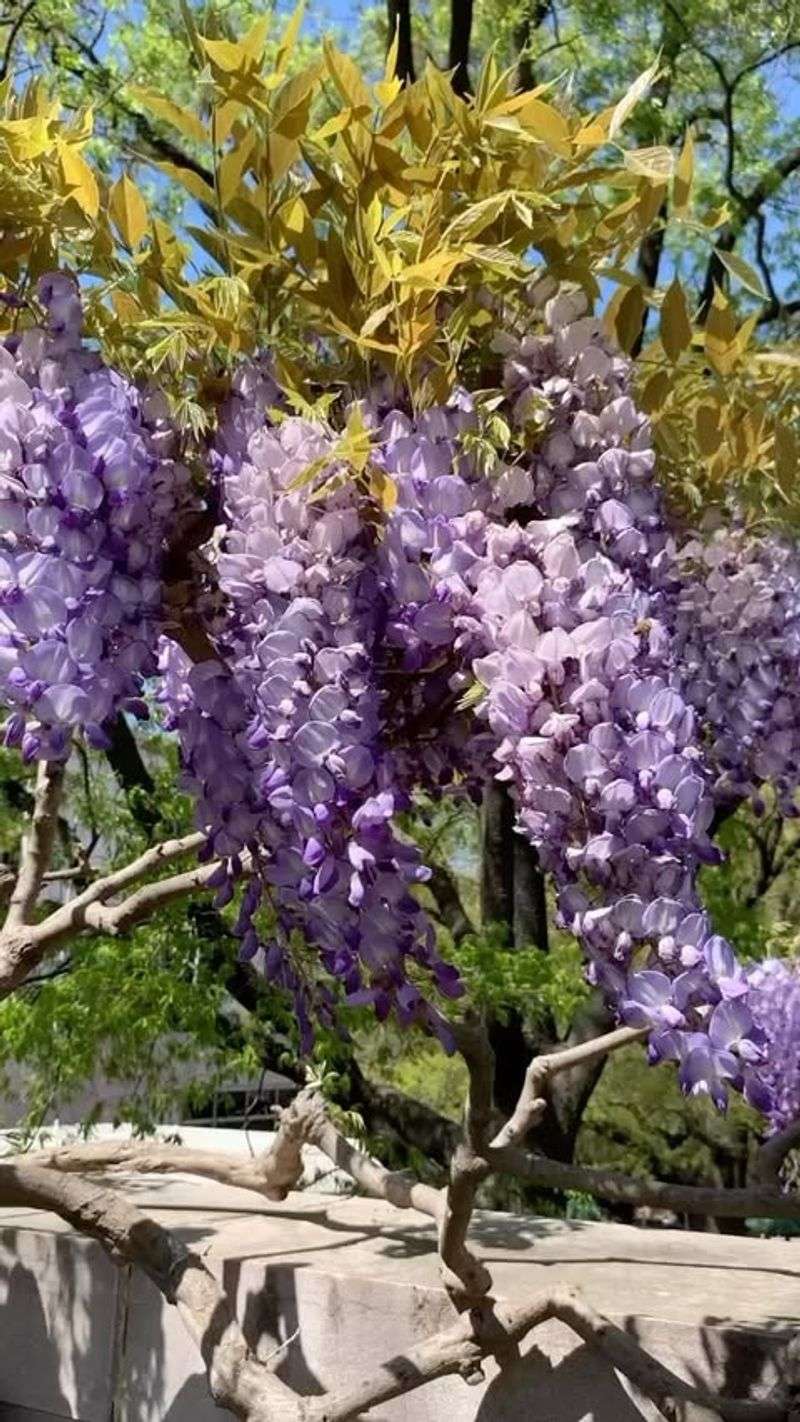 Wisteria