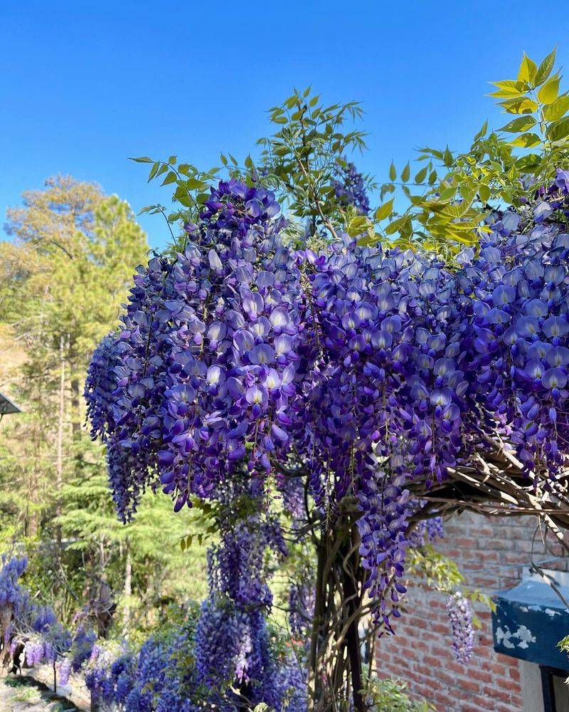 Wisteria