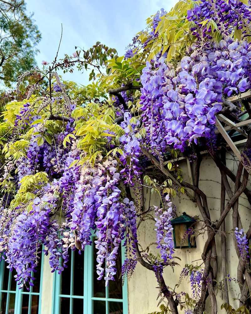 Wisteria