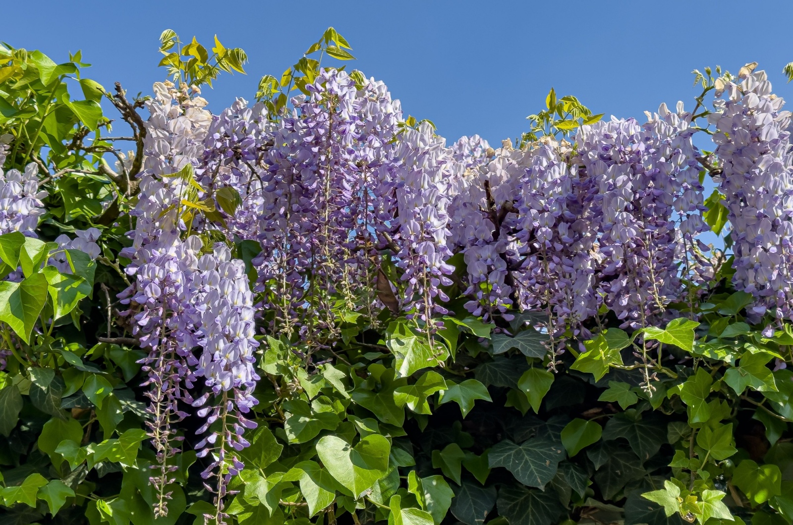 Wisteria