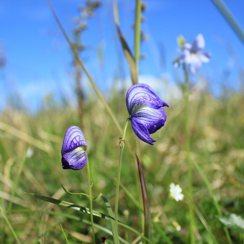 Wolfsbane