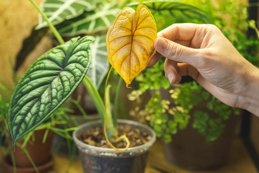 Woman hand holding a yellow leaf of Alocasia Dragon Scale