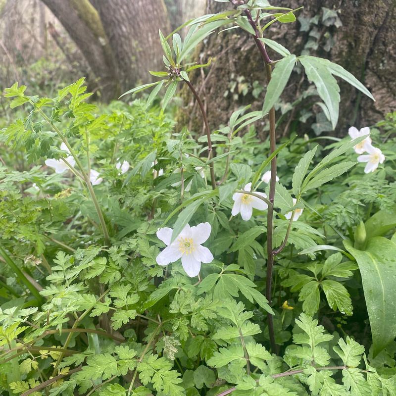 Wood Anemone