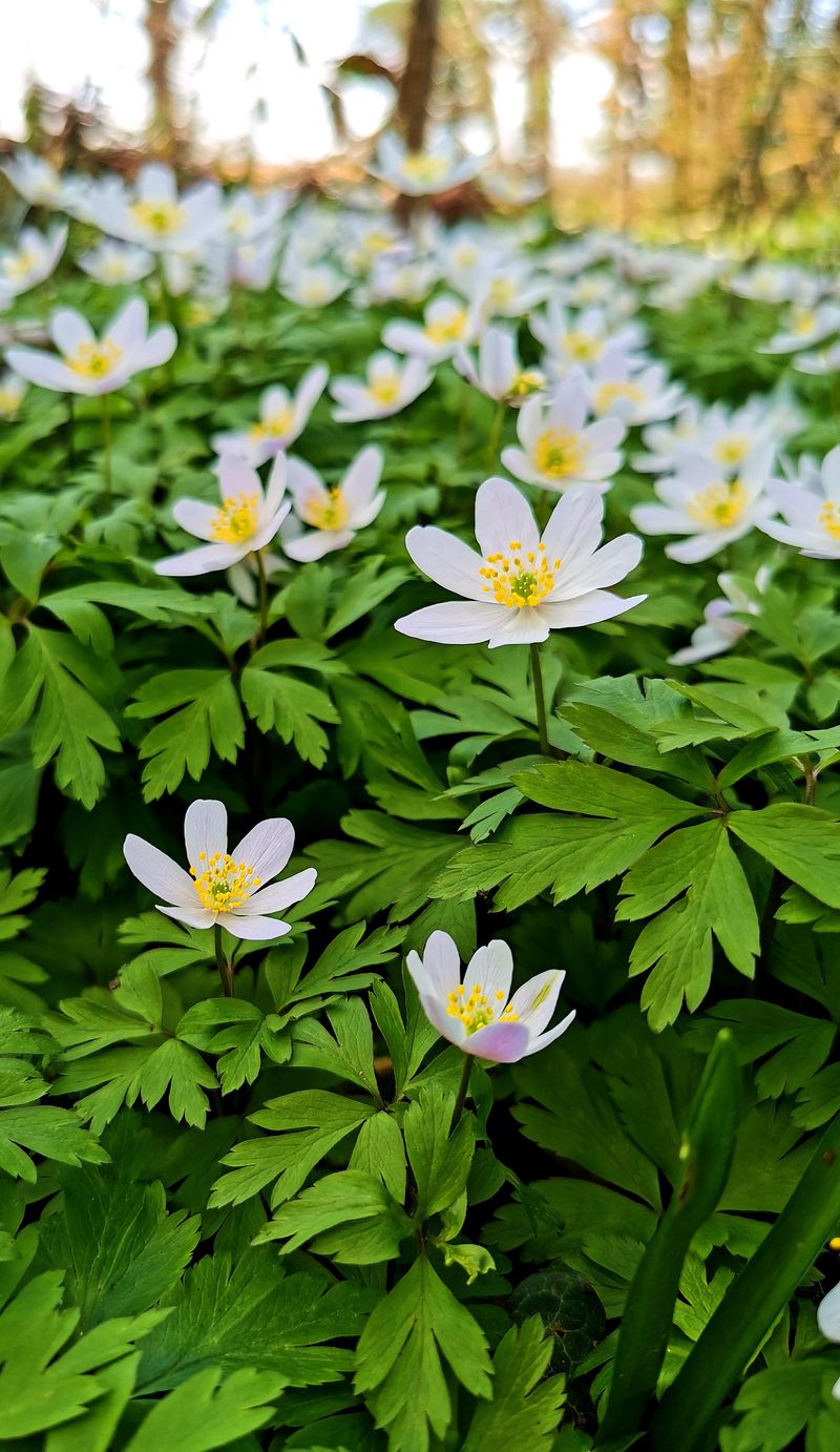 Wood Anemone