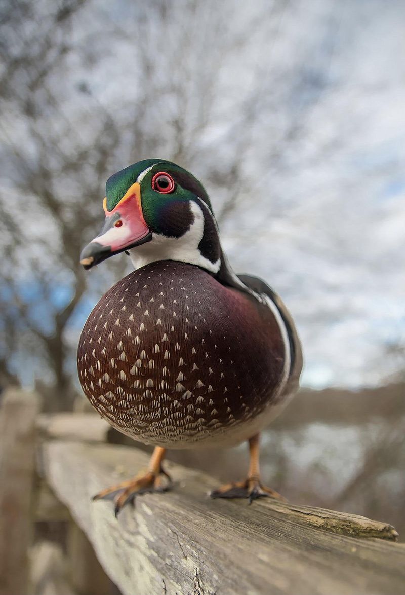 Wood Duck