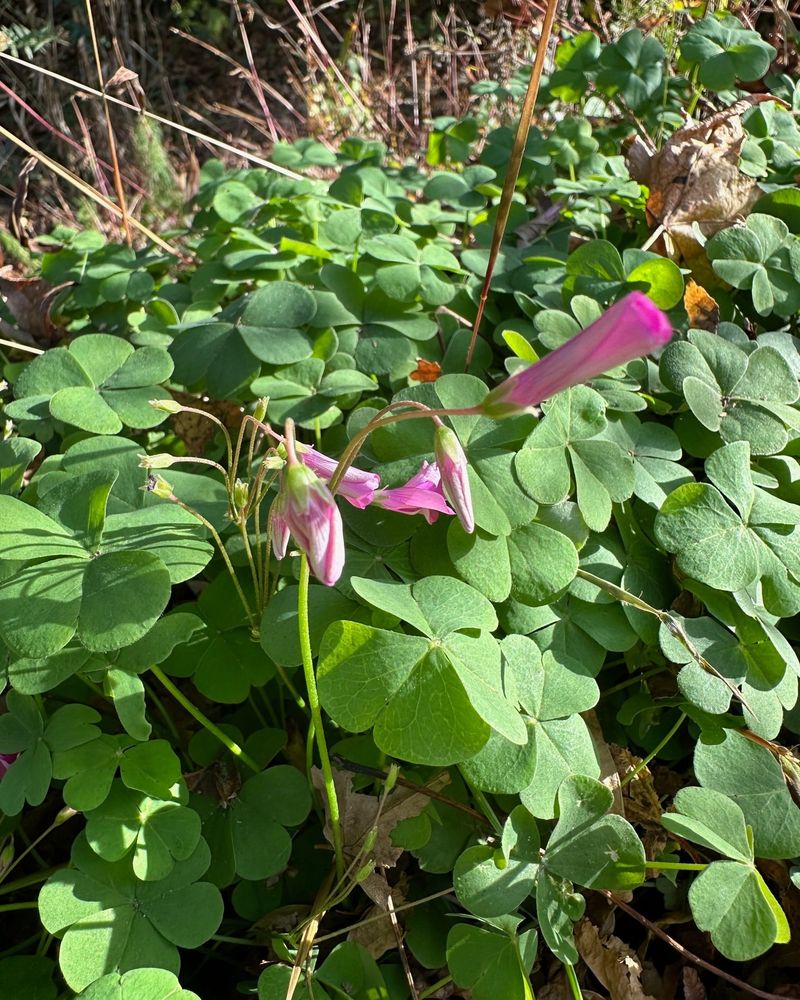 Wood Sorrel