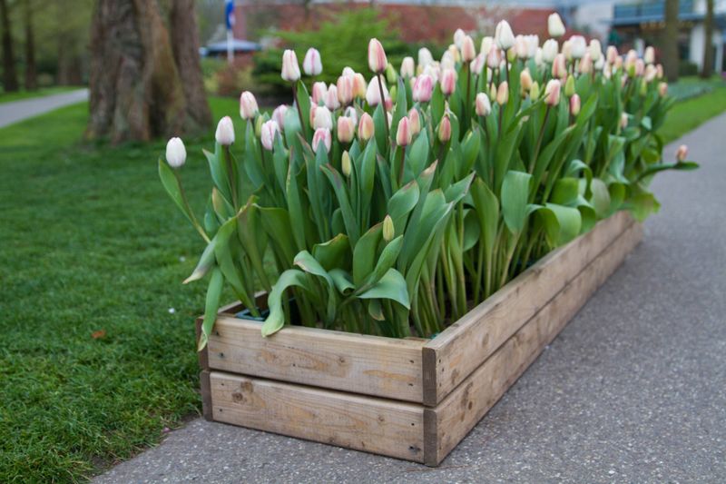 Wooden Crate Vegetable Box