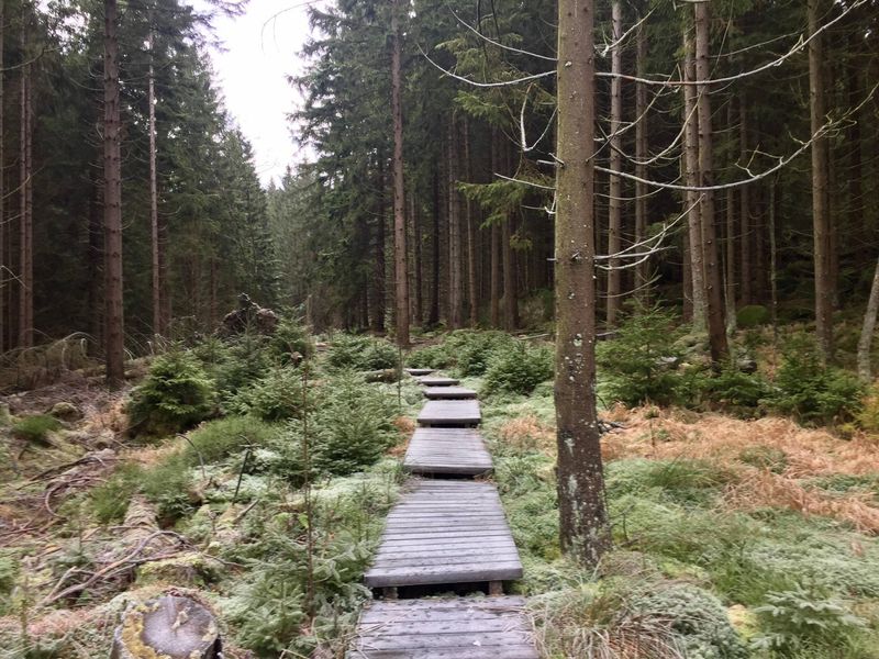 Wooden Plank Trail