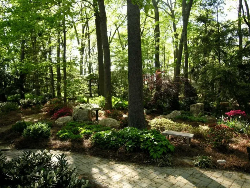 Woodland Garden