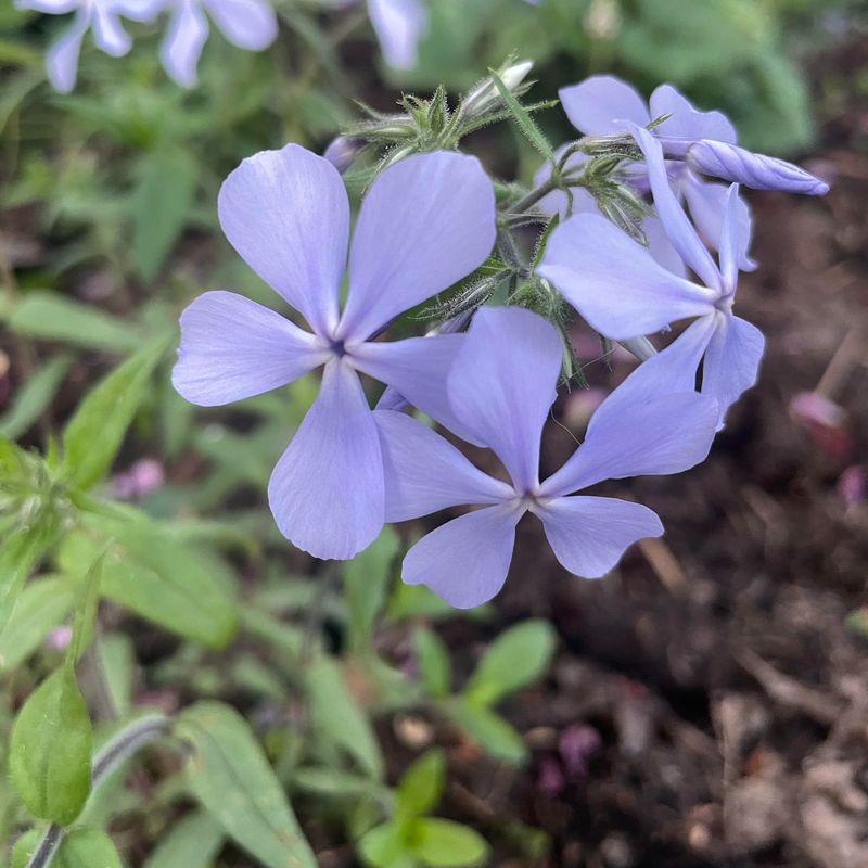 Woodland Phlox (Phlox divaricata)