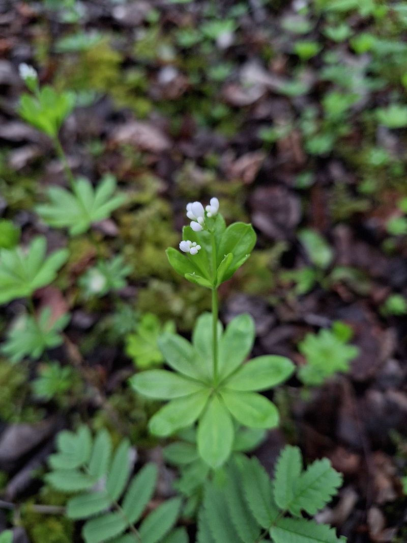 Woodruff