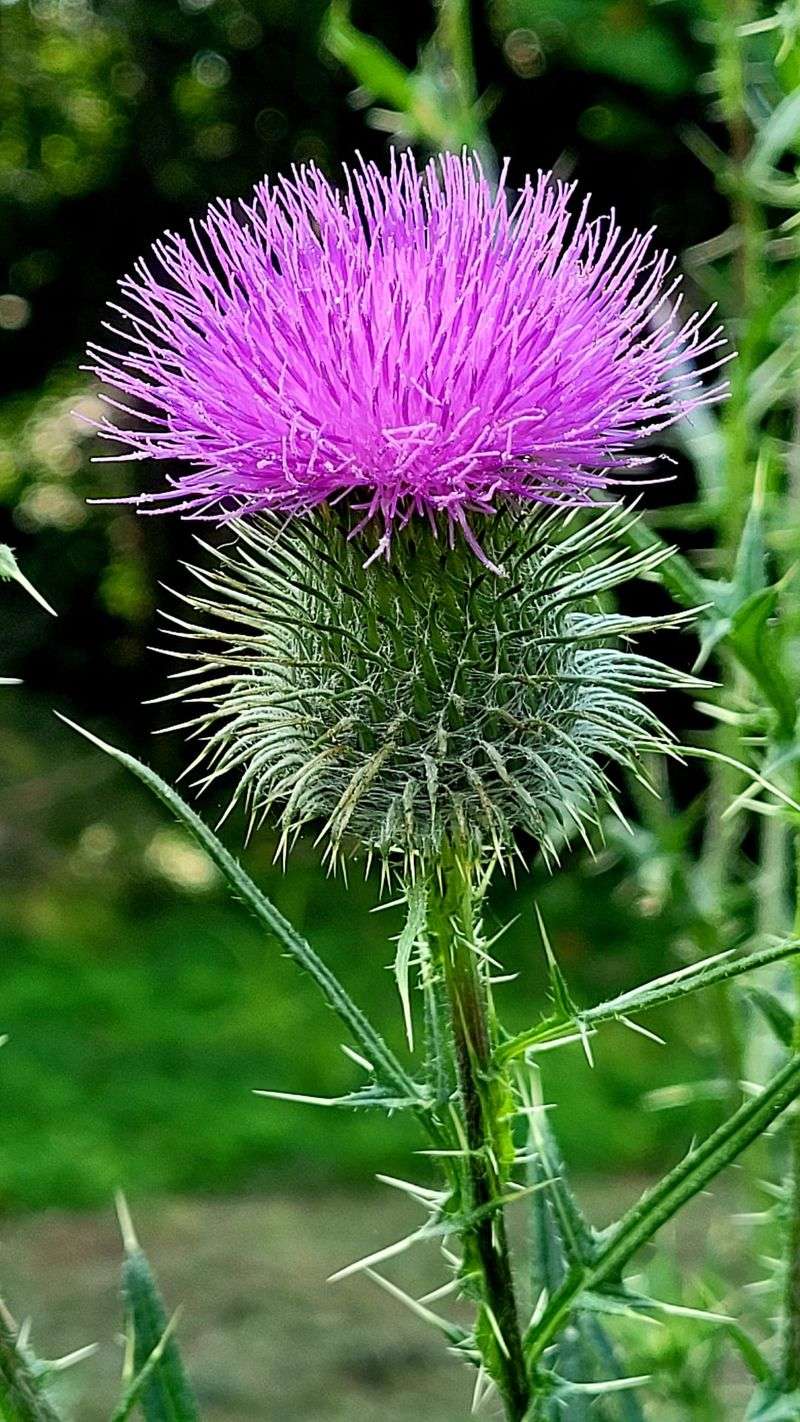 Woolly Thistle