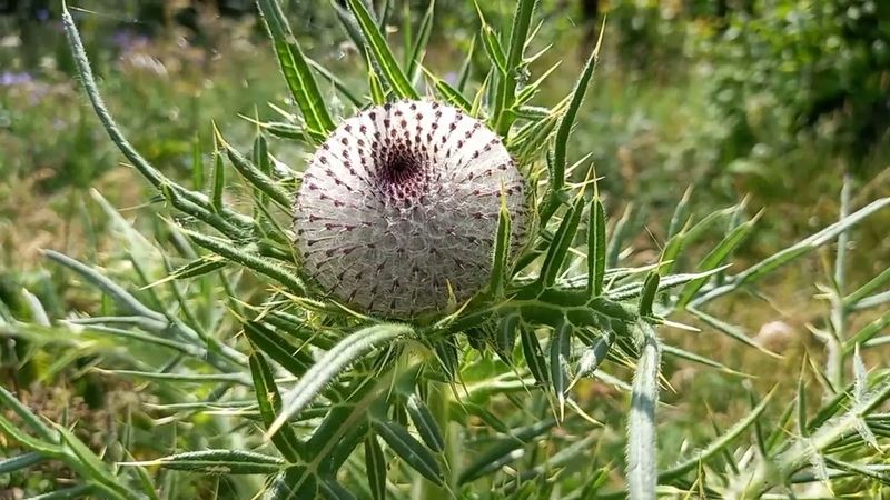 Woolly-headed Thistle