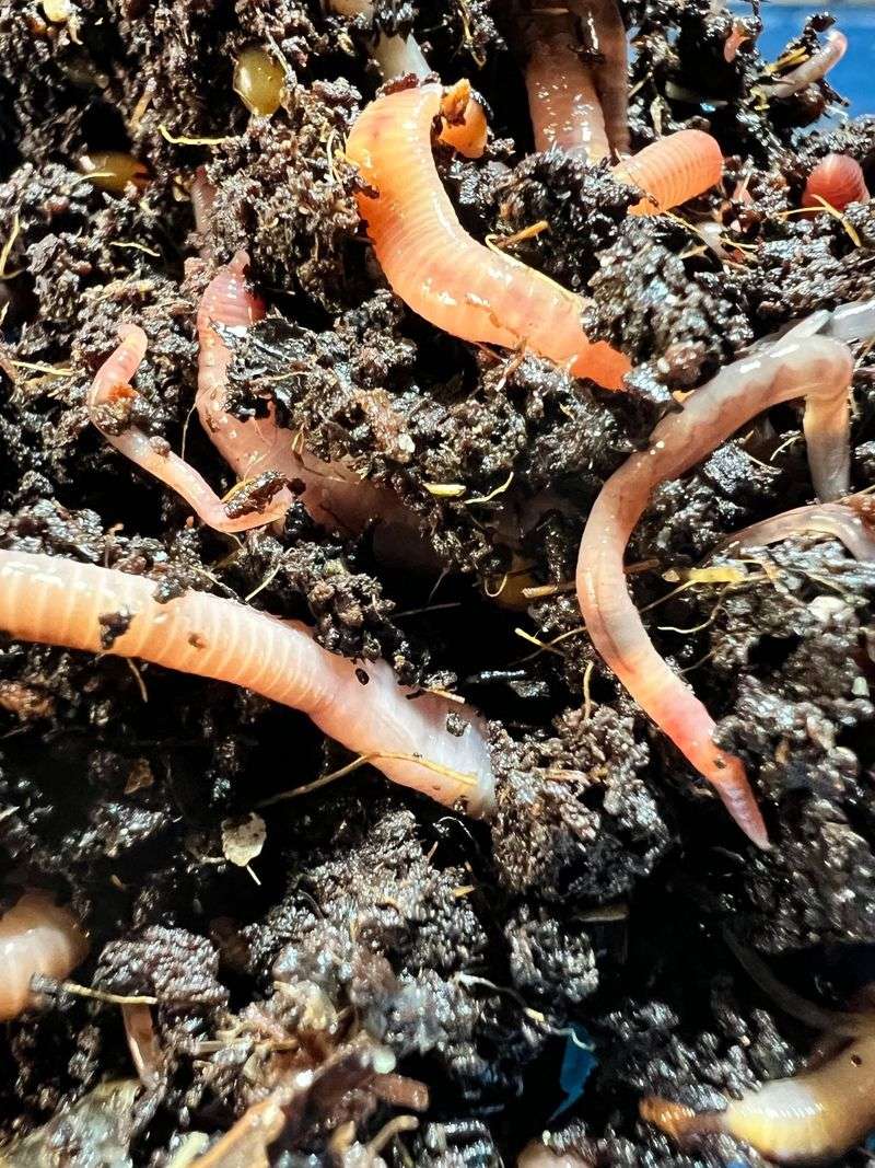 Worms: Nature's Gardeners