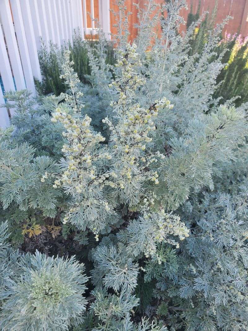 Wormwood