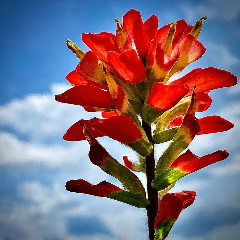 Wyoming: Indian Paintbrush