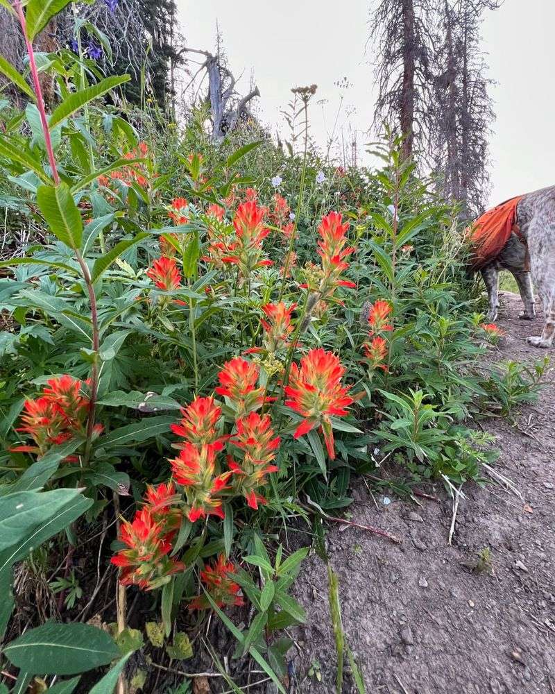 Wyoming - Indian Paintbrush