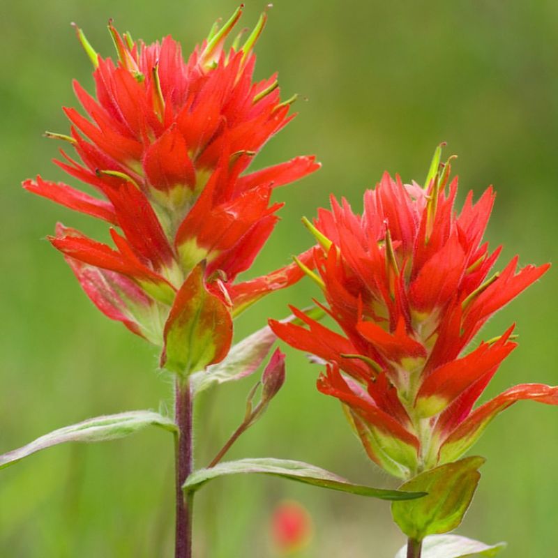 Wyoming: Indian Paintbrush