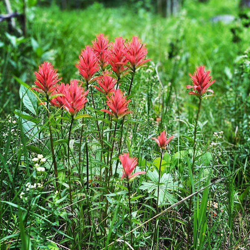 Wyoming: Indian Paintbrush