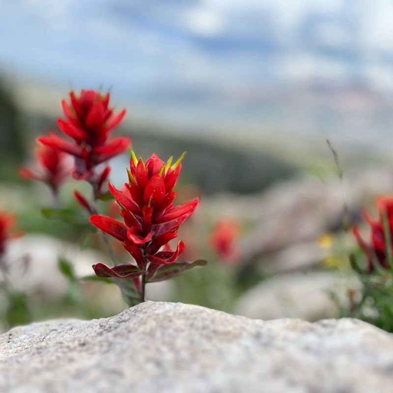 Wyoming - Indian Paintbrush