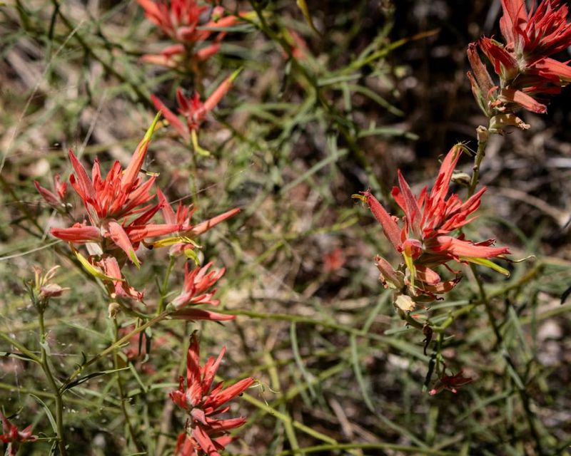 Wyoming - Indian Paintbrush