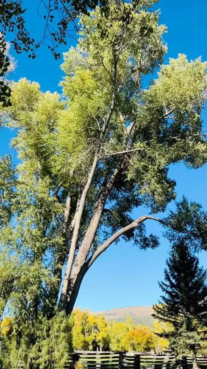 Wyoming: Plains Cottonwood