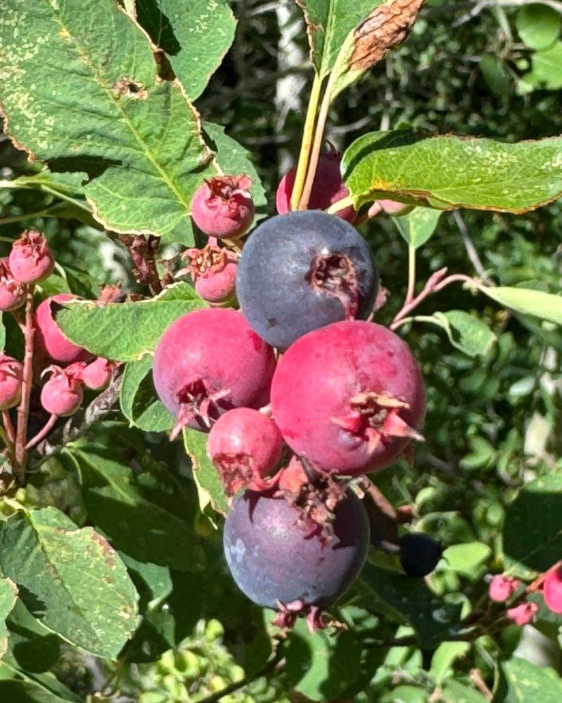 Wyoming: Serviceberry