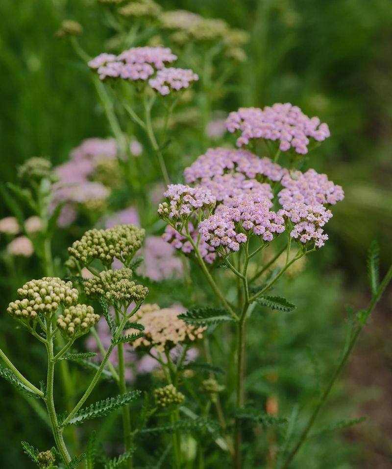 Yarrow