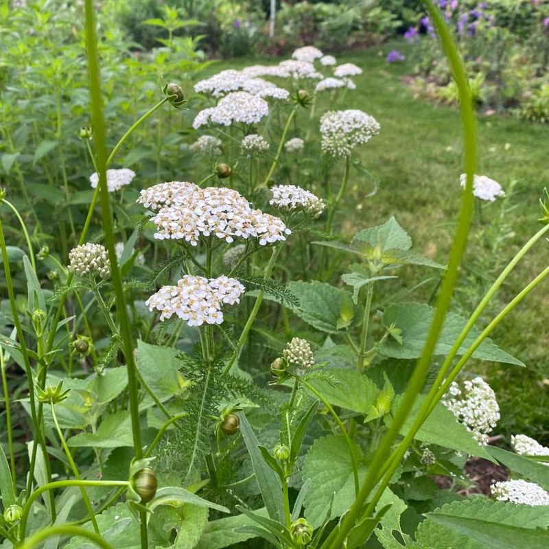 Yarrow