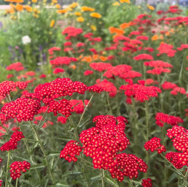 Yarrow