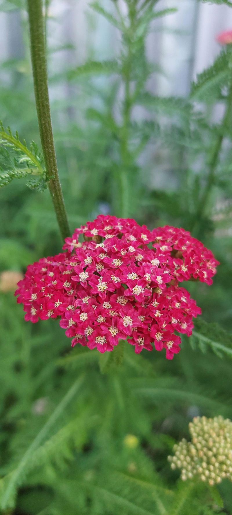 Yarrow