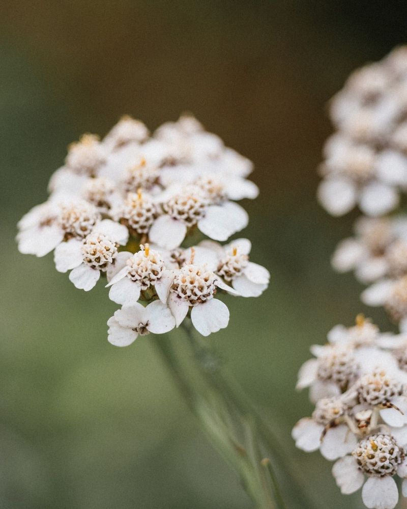 Yarrow