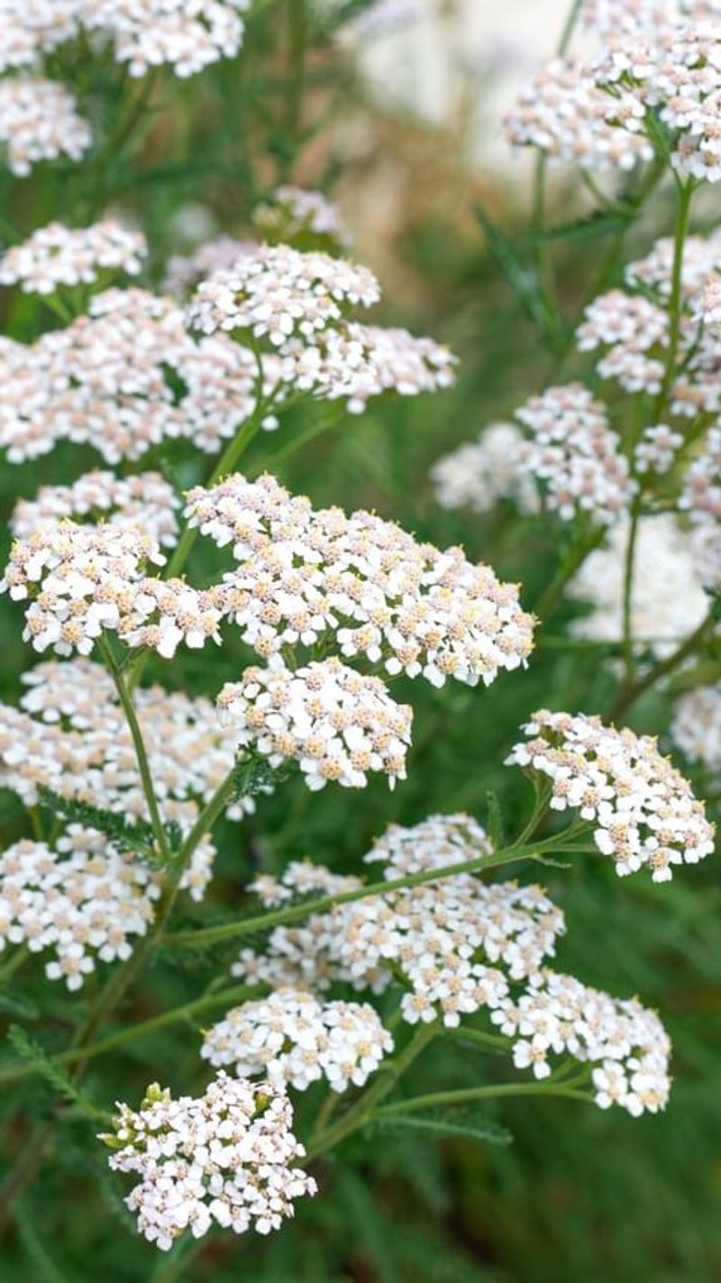 Yarrow