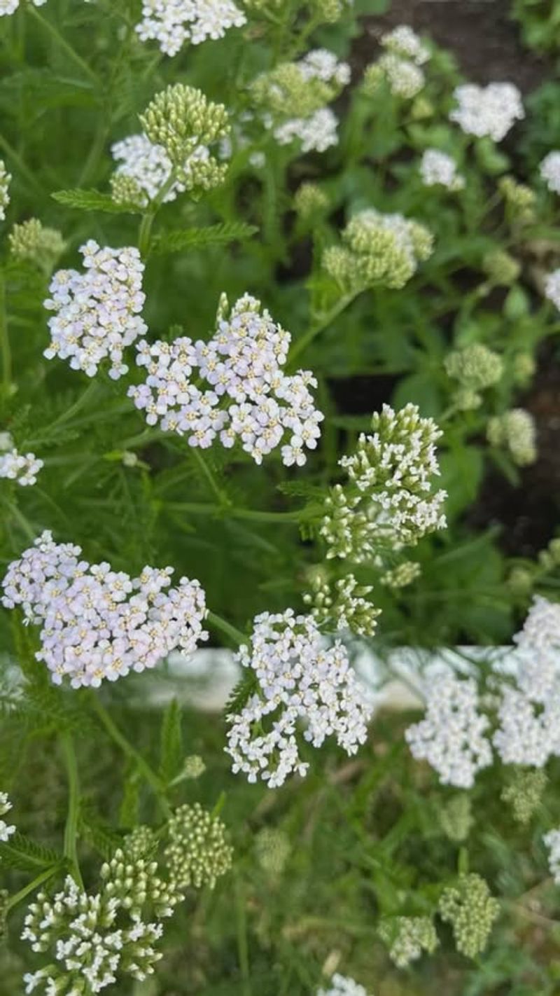 Yarrow