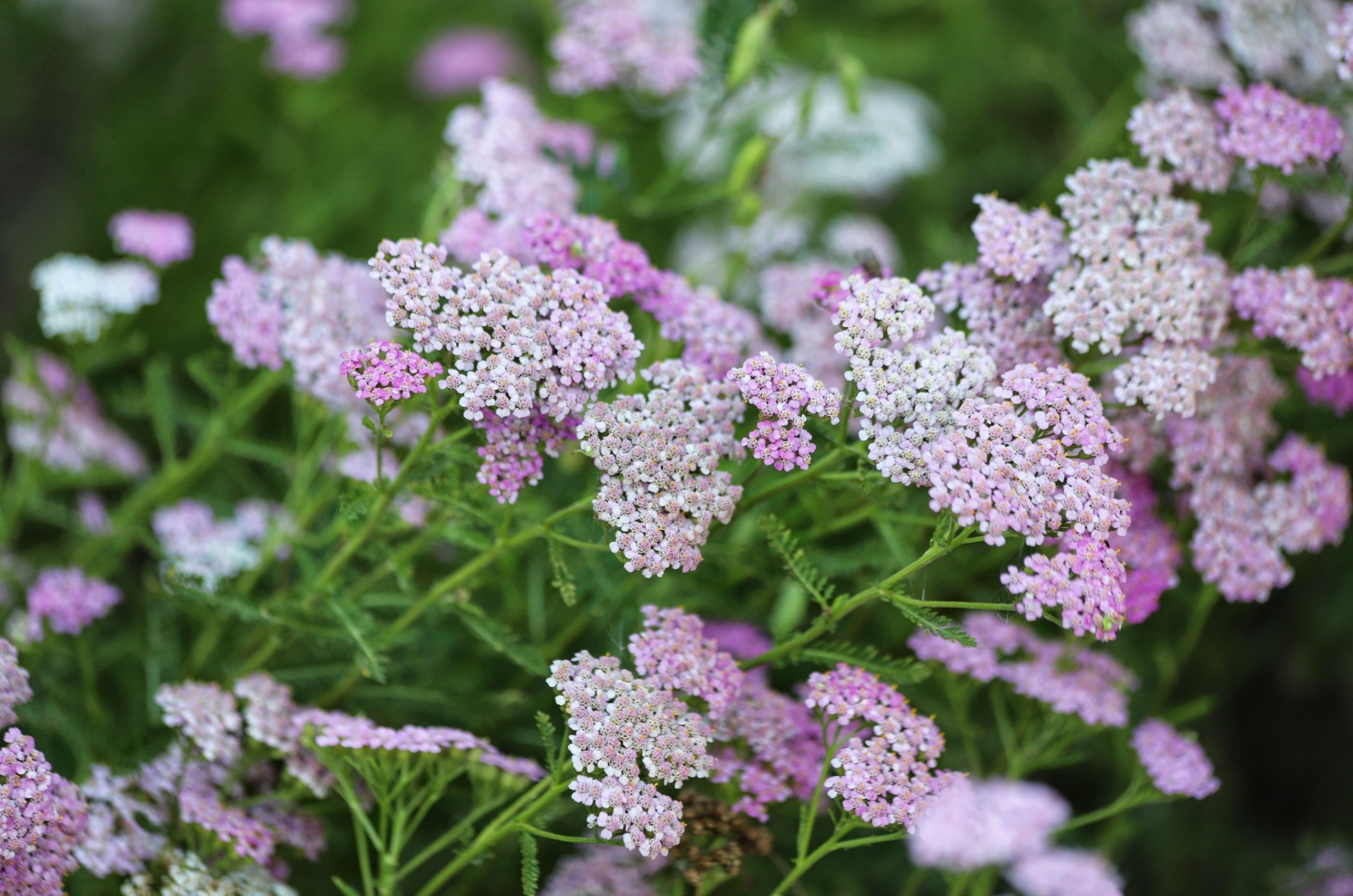 Yarrow