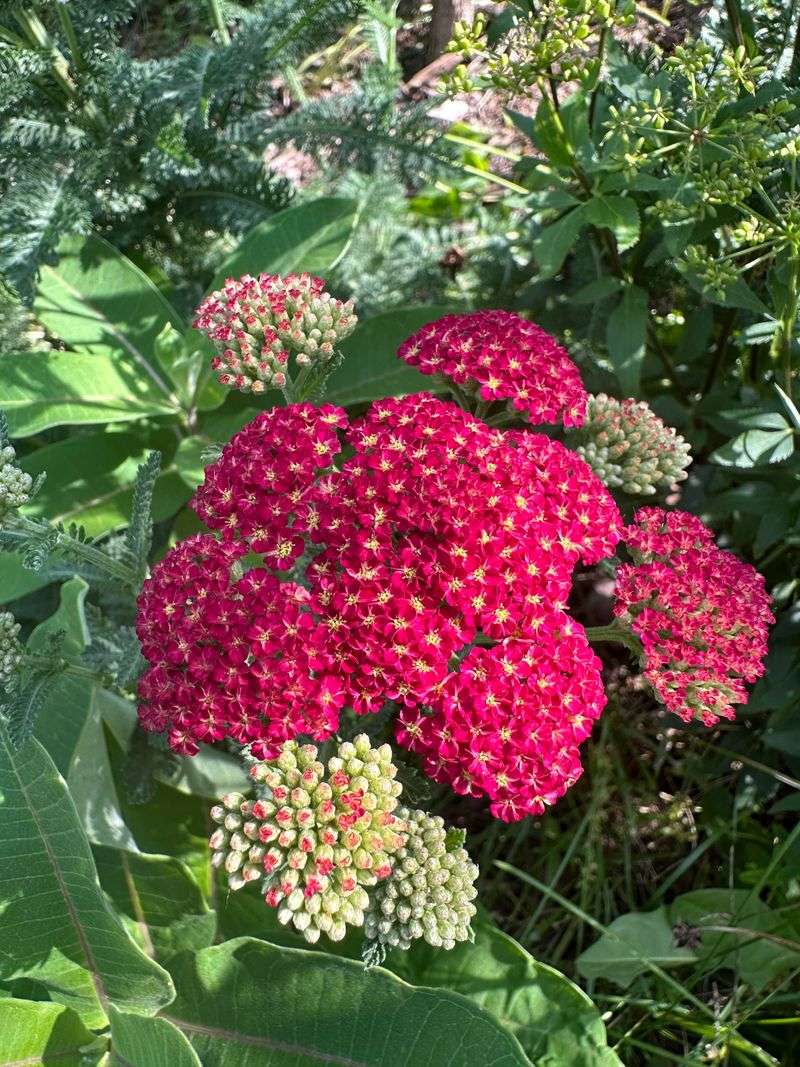 Yarrow