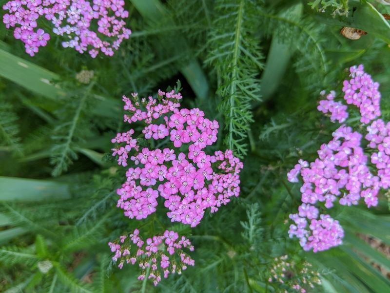 Yarrow